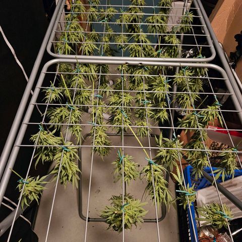FastBuds Gelato growlog timeline photo