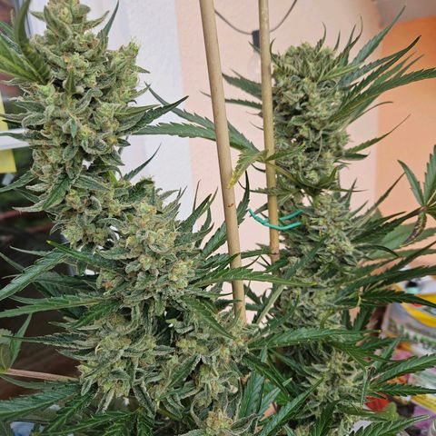 Zamnesia Sunset Sherbet  growlog timeline photo