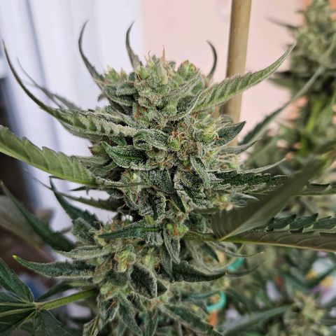 Zamnesia Sunset Sherbet  growlog photo: Vor dem Urlaub. Nächstes Foto folgt am 22.06.24. Ich bin gespannt ob es die Pflanze ohne mich überlebt und wie sie danach aussieht. 