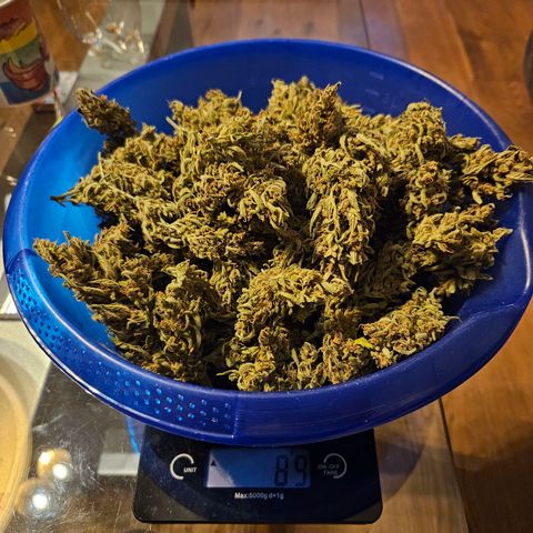 FastBuds Gelato growlog timeline photo