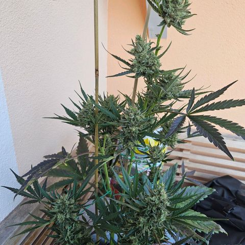 Zamnesia Sunset Sherbet  growlog photo: Nach 11 Tagen Urlaub. Leider musste ich einige Buds aufgrund von Schimmel entfernen 😓