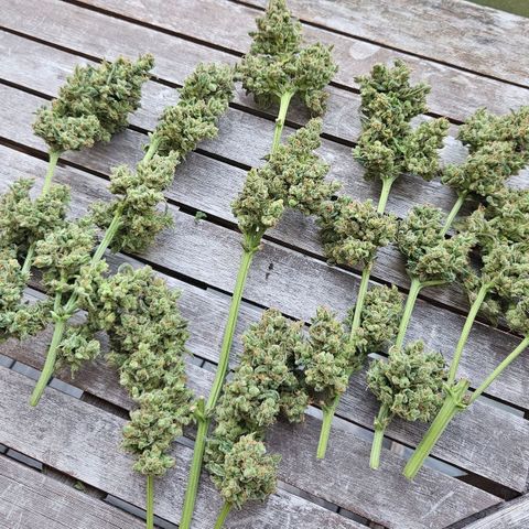 Zamnesia Sunset Sherbet  growlog timeline photo