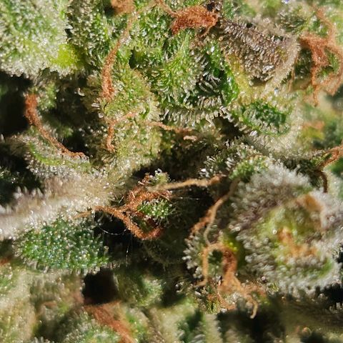 Zamnesia Sunset Sherbet  growlog timeline photo
