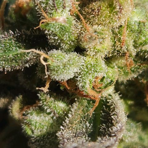 Zamnesia Sunset Sherbet  growlog timeline photo