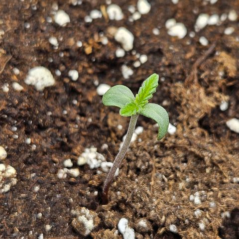 Forum Stomper x Sour Crack growlog timeline photo
