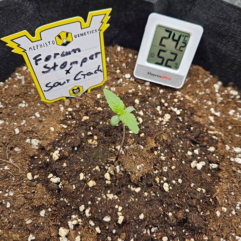 Forum Stomper x Sour Crack growlog timeline photo