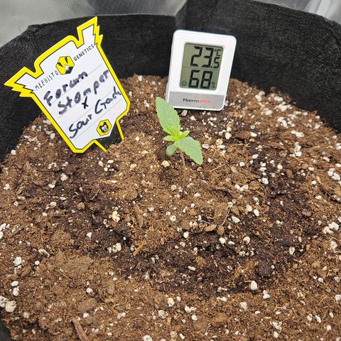 Forum Stomper x Sour Crack growlog timeline photo