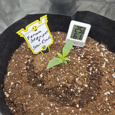 Forum Stomper x Sour Crack growlog timeline photo