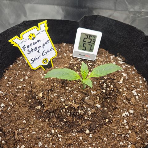 Forum Stomper x Sour Crack growlog timeline photo