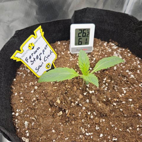 Forum Stomper x Sour Crack growlog timeline photo