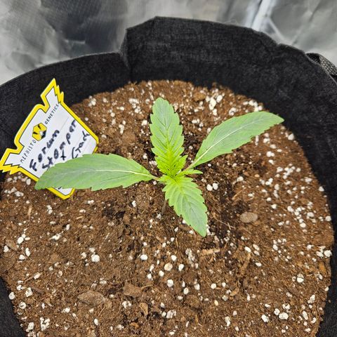 Forum Stomper x Sour Crack growlog timeline photo