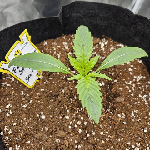 Forum Stomper x Sour Crack growlog timeline photo