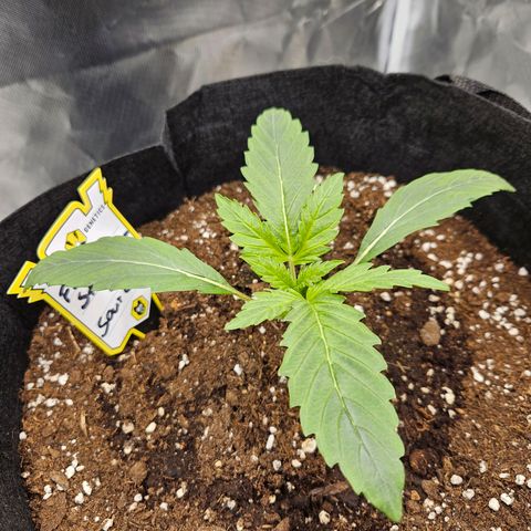 Forum Stomper x Sour Crack growlog timeline photo