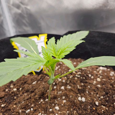 Forum Stomper x Sour Crack growlog timeline photo
