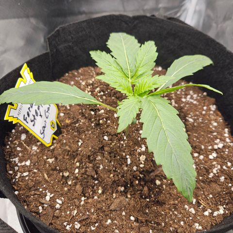 Forum Stomper x Sour Crack growlog timeline photo
