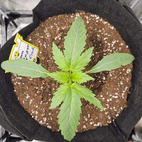 Forum Stomper x Sour Crack growlog timeline photo