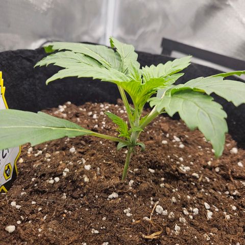 Forum Stomper x Sour Crack growlog timeline photo