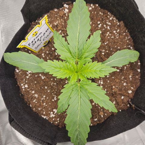 Forum Stomper x Sour Crack growlog timeline photo