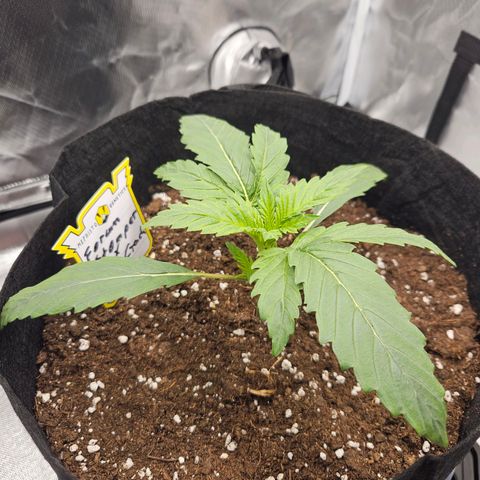 Forum Stomper x Sour Crack growlog timeline photo