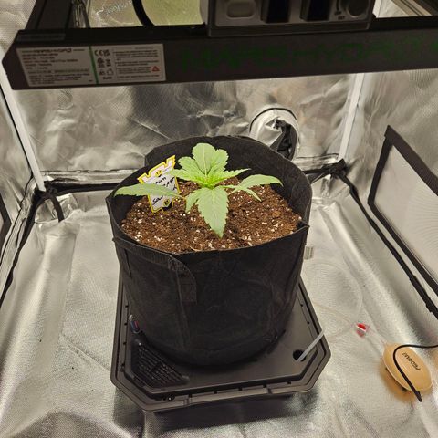 Forum Stomper x Sour Crack growlog timeline photo