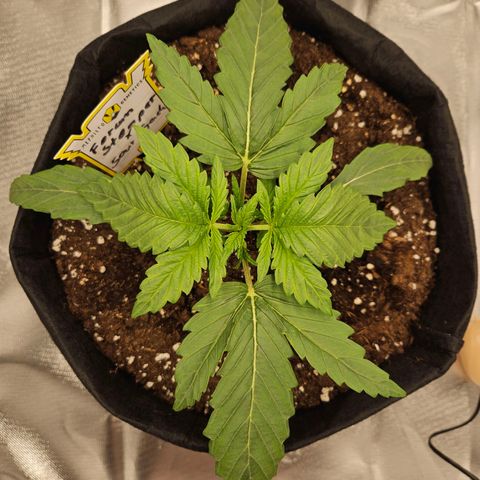 Forum Stomper x Sour Crack growlog timeline photo