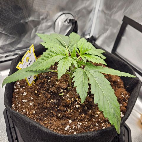 Forum Stomper x Sour Crack growlog timeline photo
