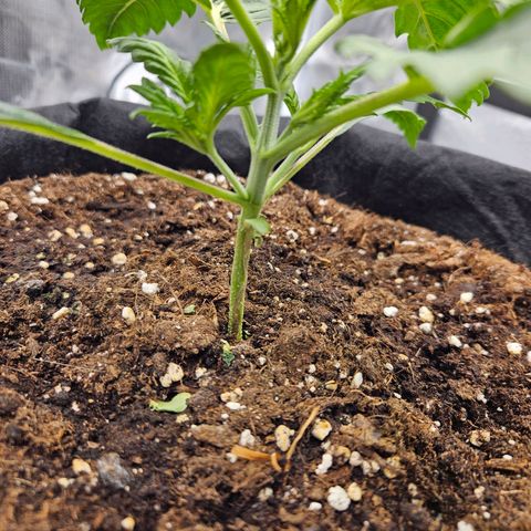 Forum Stomper x Sour Crack growlog timeline photo
