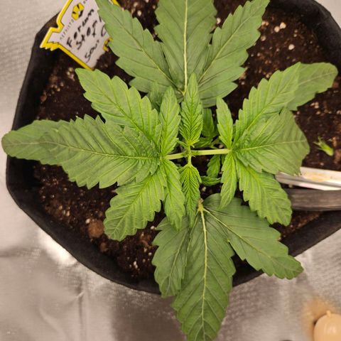 Forum Stomper x Sour Crack growlog photo: Ab mit dem Kopf! 