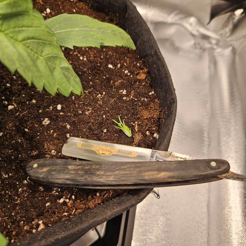 Forum Stomper x Sour Crack growlog photo: Ab mit dem Kopf! 