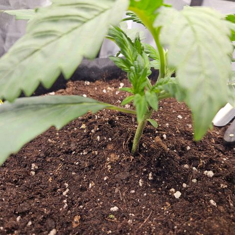 Forum Stomper x Sour Crack growlog photo: Ab mit dem Kopf! 