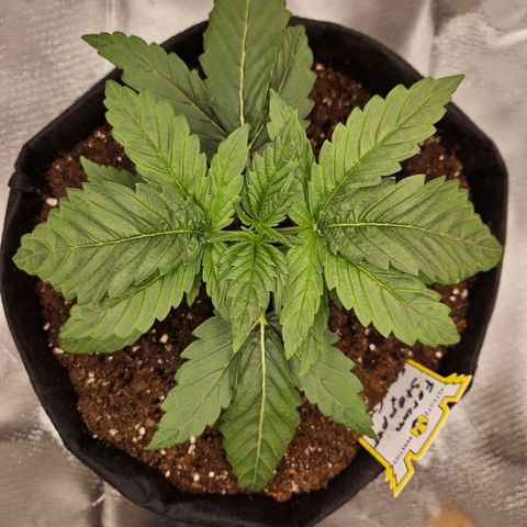 Forum Stomper x Sour Crack growlog timeline photo