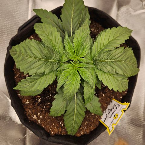 Forum Stomper x Sour Crack growlog timeline photo