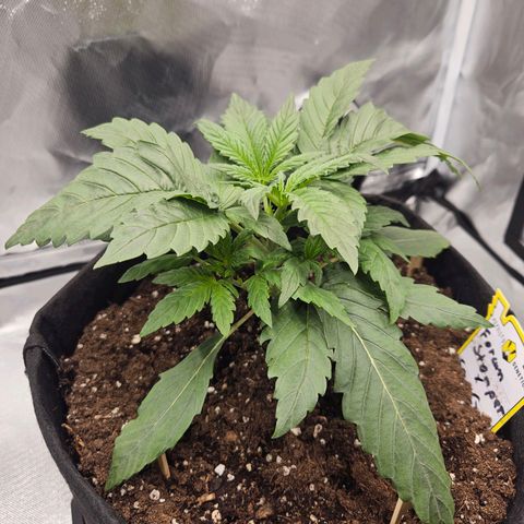 Forum Stomper x Sour Crack growlog timeline photo