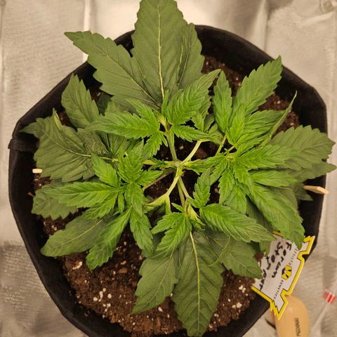 Forum Stomper x Sour Crack growlog timeline photo