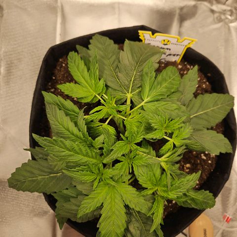 Forum Stomper x Sour Crack growlog timeline photo