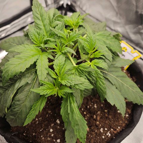 Forum Stomper x Sour Crack growlog timeline photo
