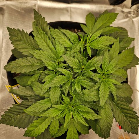 Forum Stomper x Sour Crack growlog timeline photo