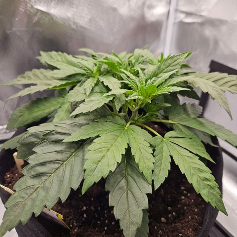 Forum Stomper x Sour Crack growlog timeline photo