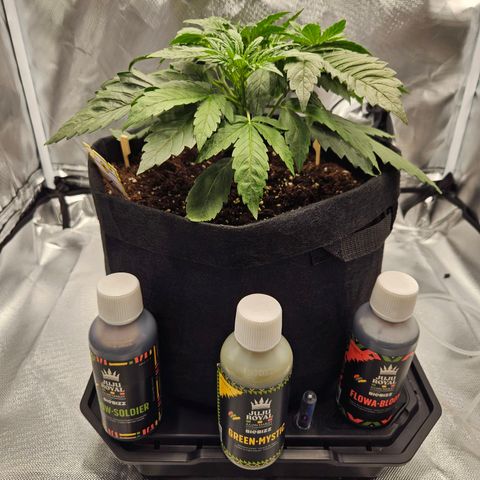 Forum Stomper x Sour Crack growlog timeline photo