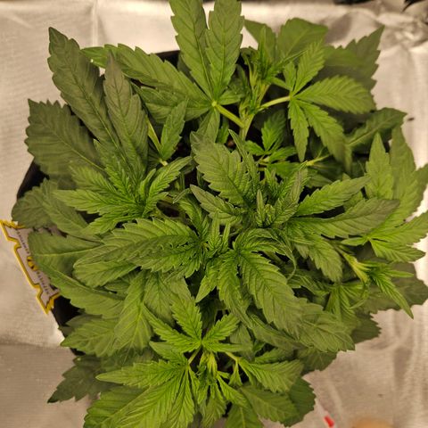 Forum Stomper x Sour Crack growlog timeline photo