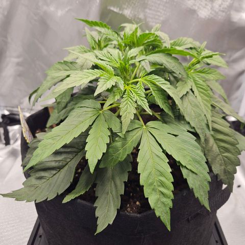 Forum Stomper x Sour Crack growlog timeline photo
