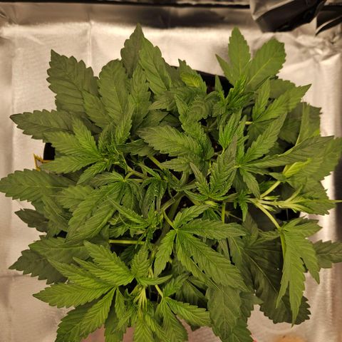 Forum Stomper x Sour Crack growlog timeline photo