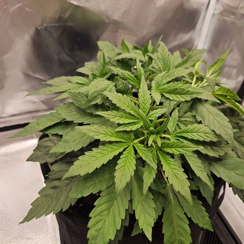 Forum Stomper x Sour Crack growlog timeline photo