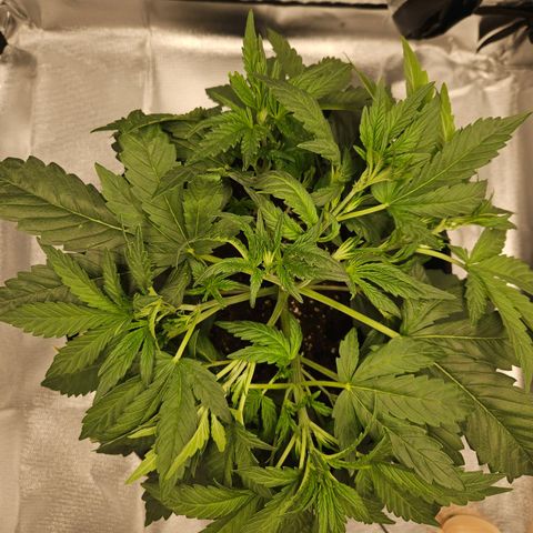 Forum Stomper x Sour Crack growlog timeline photo