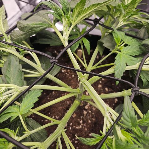 Forum Stomper x Sour Crack growlog timeline photo