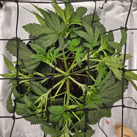 Forum Stomper x Sour Crack growlog timeline photo