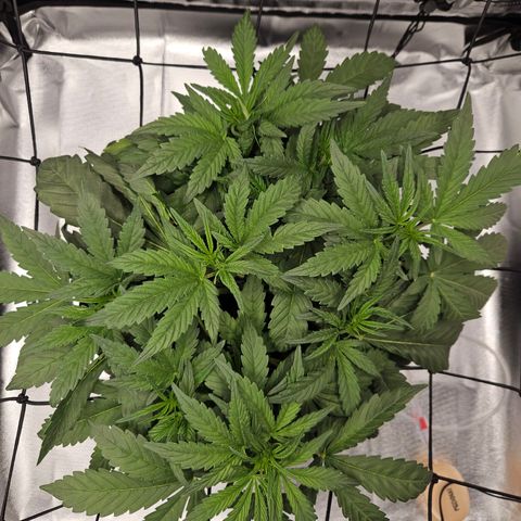 Forum Stomper x Sour Crack growlog timeline photo
