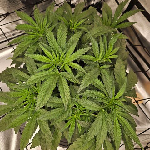 Forum Stomper x Sour Crack growlog timeline photo