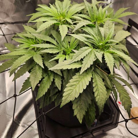 Forum Stomper x Sour Crack growlog timeline photo