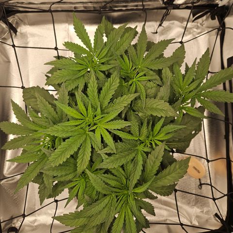 Forum Stomper x Sour Crack growlog timeline photo